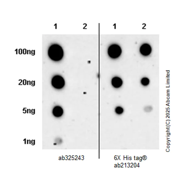 Dot Blot - Anti-Melatonin Receptor 1B/MTNR1B antibody [EPR28274-48] (AB325243)