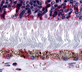 Immunohistochemistry (Formalin/PFA-fixed paraffin-embedded sections) - Anti-Melatonin Receptor 1B/MTNR1B antibody - Extracellular domain (AB219615)