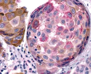 Immunohistochemistry (Formalin/PFA-fixed paraffin-embedded sections) - Anti-Melatonin Receptor 1B/MTNR1B antibody - Extracellular domain (AB219615)
