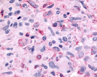 Immunohistochemistry (Formalin/PFA-fixed paraffin-embedded sections) - Anti-Melatonin Receptor 1B/MTNR1B antibody - Extracellular domain (AB219615)