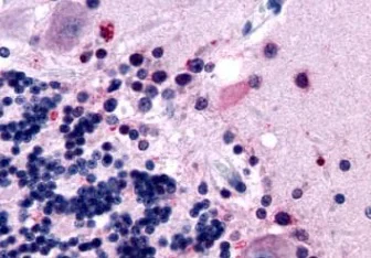 Immunohistochemistry (Formalin/PFA-fixed paraffin-embedded sections) - Anti-Melatonin Receptor 1B/MTNR1B antibody - Extracellular domain (AB219615)