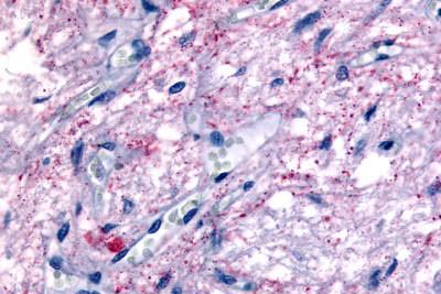 Immunohistochemistry (Formalin/PFA-fixed paraffin-embedded sections) - Anti-Melatonin Related Receptor antibody (AB189051)