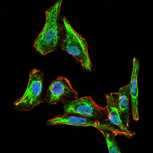 Immunocytochemistry/ Immunofluorescence - Anti-MELK antibody [2G2] (AB129373), expandable thumbnail