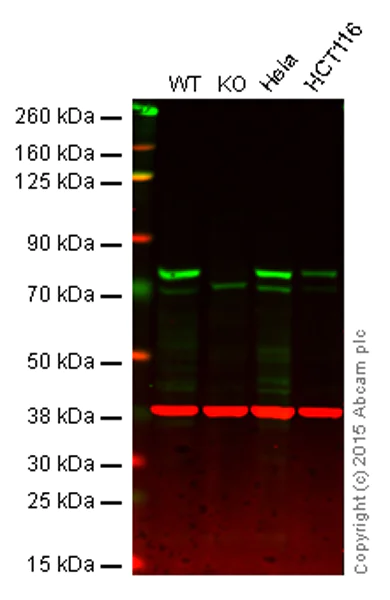 Western blot - Anti-MELK antibody [EPR3981] (AB108529)