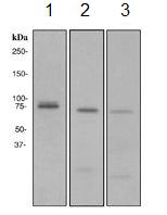 Western blot - Anti-MELK antibody [EPR3981] (AB108529)
