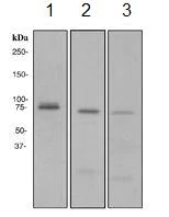 Western blot - Anti-MELK antibody [EPR3981] - BSA and Azide free (AB172889)