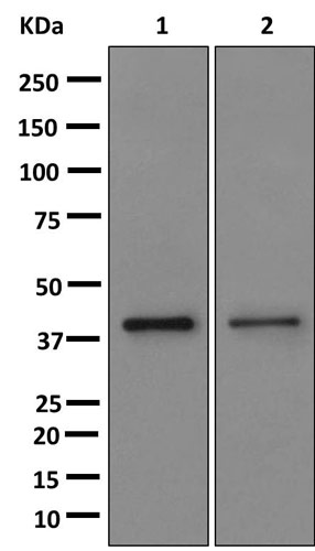 Western blot - Anti-Melusin antibody [EPR13537] - BSA and Azide free (AB250258)