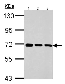 Western blot - Anti-Membralin antibody (AB155590)