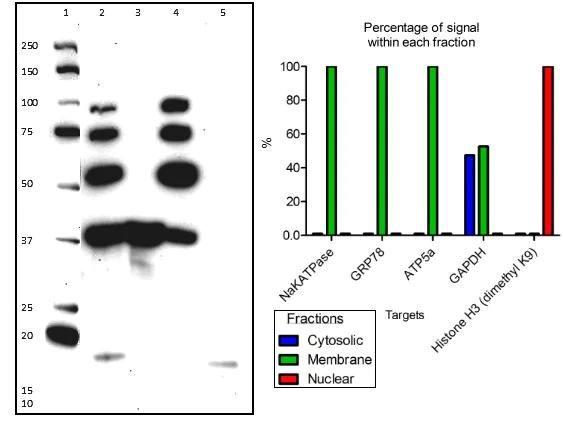 Western blot - Membrane Fraction WB Cocktail (AB140365)