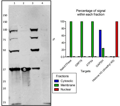 Western blot - Membrane Fraction WB Cocktail (AB140365), expandable thumbnail