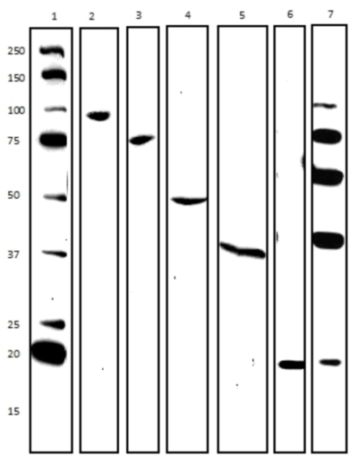 Western blot - Membrane Fraction WB Cocktail (AB140365), expandable thumbnail