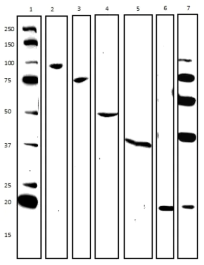 Western blot - Membrane Fraction WB Cocktail (AB140365)
