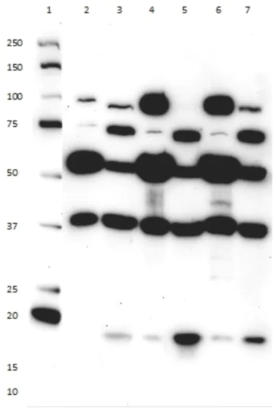 Western blot - Membrane Fraction WB Cocktail (AB140365)