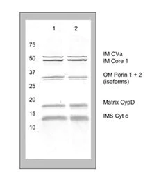 Western blot - Membrane Integrity WB Antibody Cocktail (AB110414)