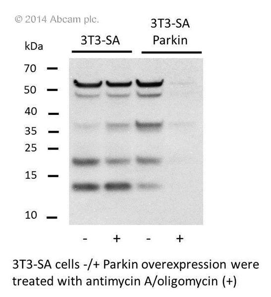 Western blot - Membrane Integrity WB Antibody Cocktail (AB110414), expandable thumbnail
