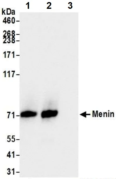 Immunoprecipitation - Anti-Menin antibody (AB2605)