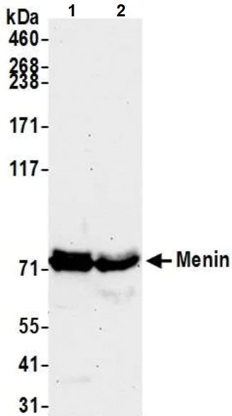 Western blot - Anti-Menin antibody (AB2605)