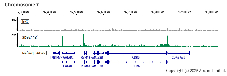 Anti-Menin antibody [EPR3986]