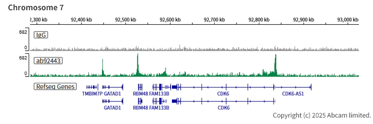 ChIC/CUT&RUN sequencing - Anti-Menin antibody [EPR3986] (AB92443)