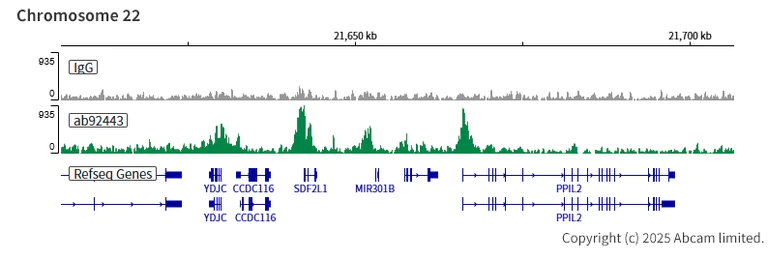 ChIC/CUT&RUN sequencing - Anti-Menin antibody [EPR3986] (AB92443)