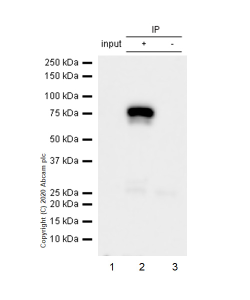 Immunoprecipitation - Anti-Menin antibody [EPR3986] (AB92443), expandable thumbnail