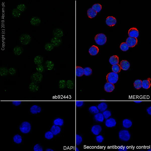 Immunocytochemistry/ Immunofluorescence - Anti-Menin antibody [EPR3986] - BSA and Azide free (AB239910)