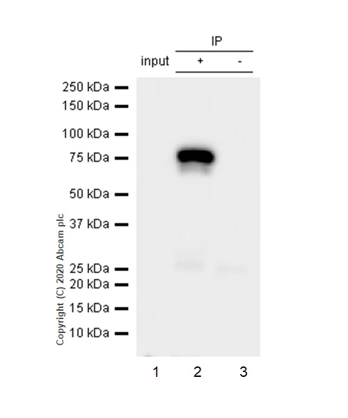 Immunoprecipitation - Anti-Menin antibody [EPR3986] - BSA and Azide free (AB239910)