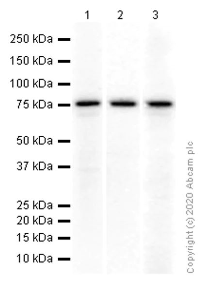 Western blot - Anti-Menin antibody [EPR3986] - BSA and Azide free (AB239910)