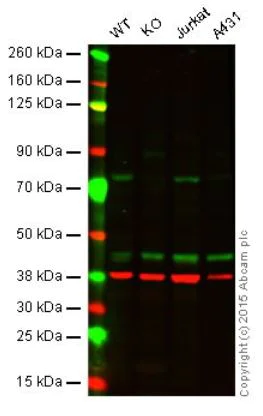 Western blot - Anti-Menin antibody [EPR3986] - BSA and Azide free (AB239910)