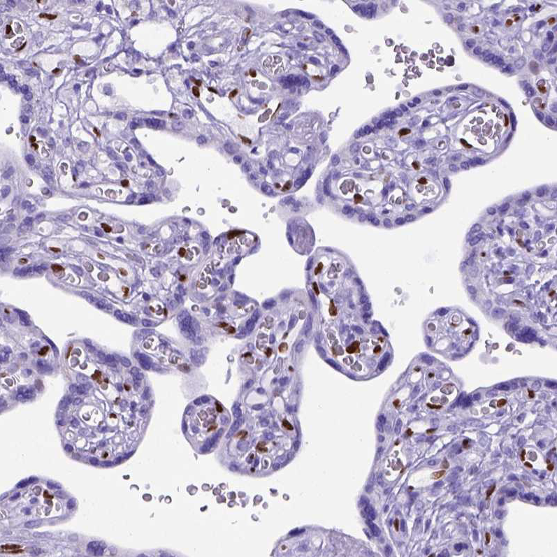 Immunohistochemistry (Formalin/PFA-fixed paraffin-embedded sections) - Anti-MEOX 2 antibody (AB262916), expandable thumbnail