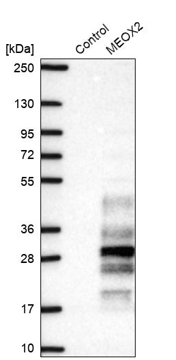 Western blot - Anti-MEOX 2 antibody (AB262916), expandable thumbnail