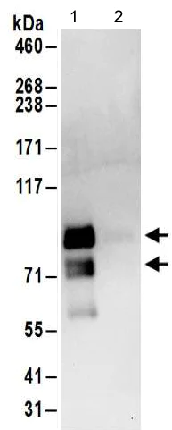 Immunoprecipitation - Anti-MEPCE antibody - C-terminal (AB185991)