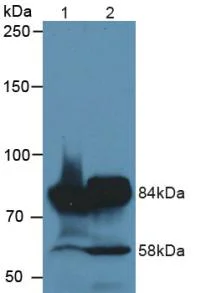 Western blot - Anti-Meprin alpha antibody (AB232892)
