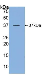 Western blot - Anti-Meprin alpha antibody (AB232892)