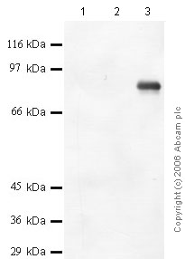 Western blot - Anti-Meprin beta antibody (AB42743)