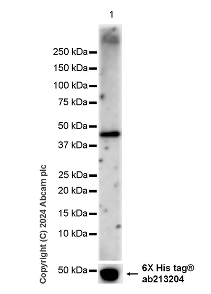 Western blot - Anti-MERS-CoV Nucleocapsid protein antibody [abd208] - BSA and Azide free (AB316331)