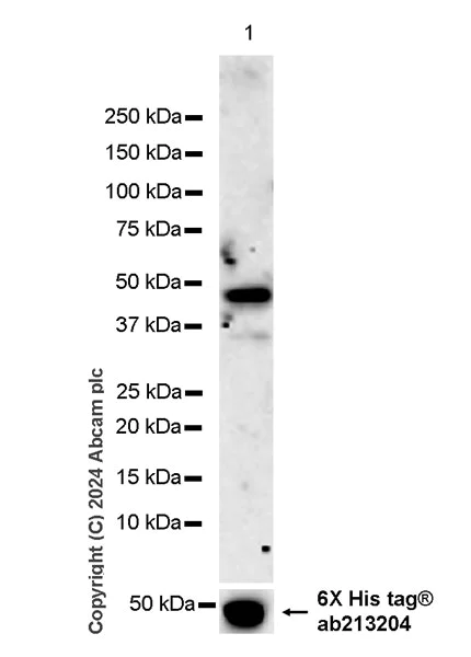 Western blot - Anti-MERS-Cov Nucleocapsid protein antibody [abd211] (AB316332)