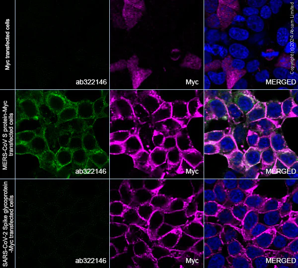 Immunocytochemistry/ Immunofluorescence - Anti-MERS Spike glycoprotein antibody [abd144] - BSA and Azide free (AB324759)