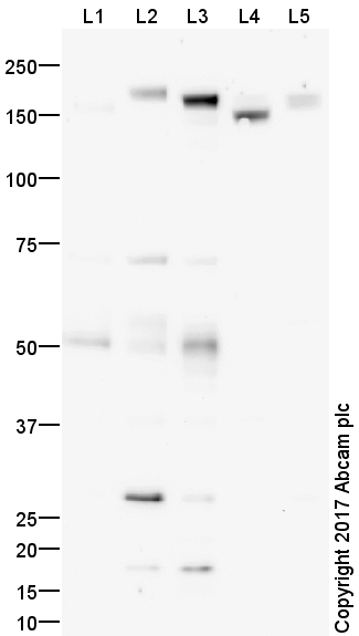 Western blot - Anti-MERTK antibody (AB95925)