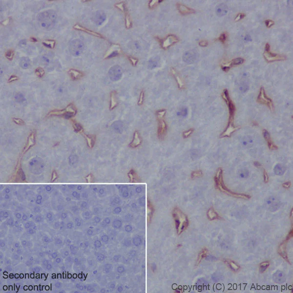 Immunohistochemistry (Formalin/PFA-fixed paraffin-embedded sections) - Anti-MERTK antibody [EPR17534-139] - BSA and Azide free (AB250715)