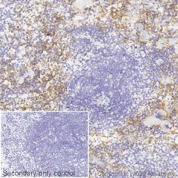 Immunohistochemistry (Frozen sections) - Anti-MERTK antibody [EPR17534-139] - BSA and Azide free (AB250715)