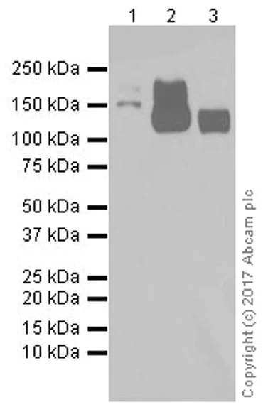 Western blot - Anti-MERTK antibody [EPR17534-139] - BSA and Azide free (AB250715)