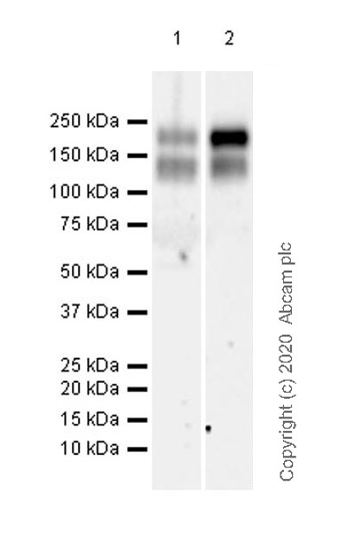 Western blot - Anti-MERTK antibody [EPR23248-259] - BSA and Azide free (AB272177)