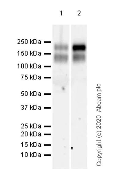 Western blot - Anti-MERTK antibody [EPR23248-259] - BSA and Azide free (AB272177)