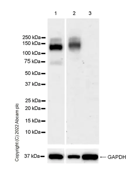 Western blot - Anti-MERTK antibody [EPR26359-12] (AB300136)