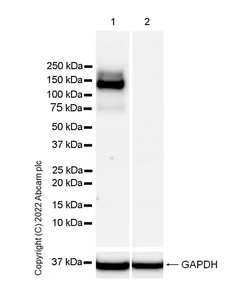 Western blot - Anti-MERTK antibody [EPR26359-12] (AB300136)