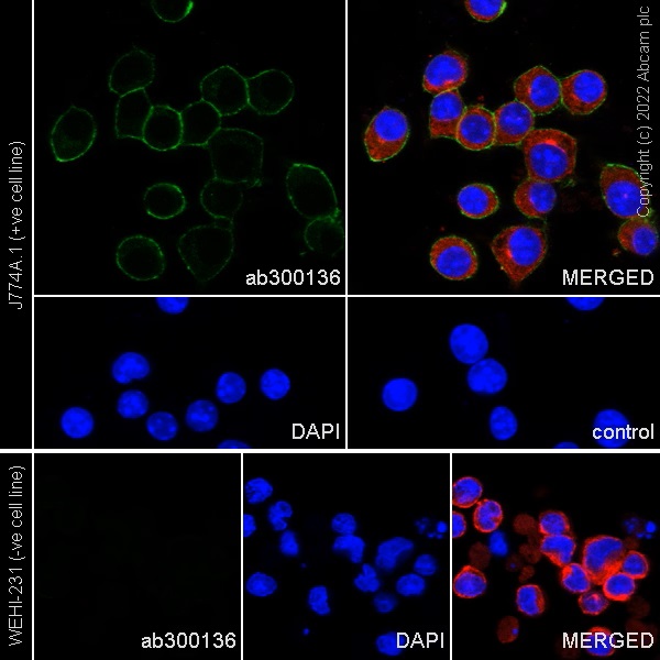 Immunocytochemistry/ Immunofluorescence - Anti-MERTK antibody [EPR26359-12] (BSA and Azide free) (ab300137), expandable thumbnail