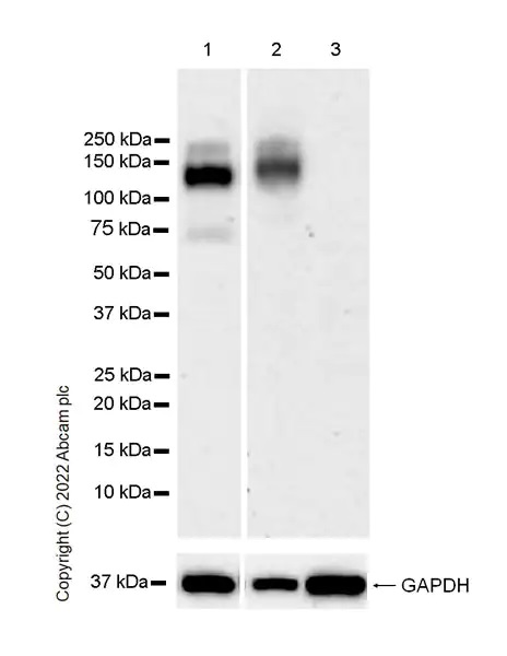 Western blot - Anti-MERTK antibody [EPR26359-12] (BSA and Azide free) (ab300137), expandable thumbnail