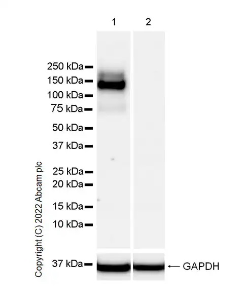 Western blot - Anti-MERTK antibody [EPR26359-12] (BSA and Azide free) (ab300137), expandable thumbnail