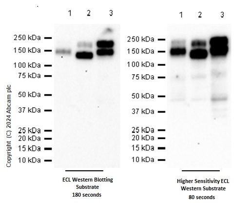 Western blot - Anti-MERTK antibody [EPR26359-12] (BSA and Azide free) (AB300137), expandable thumbnail